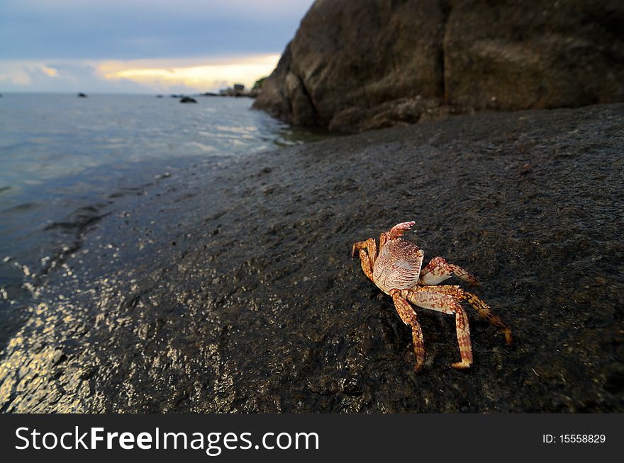 Crab On Rock