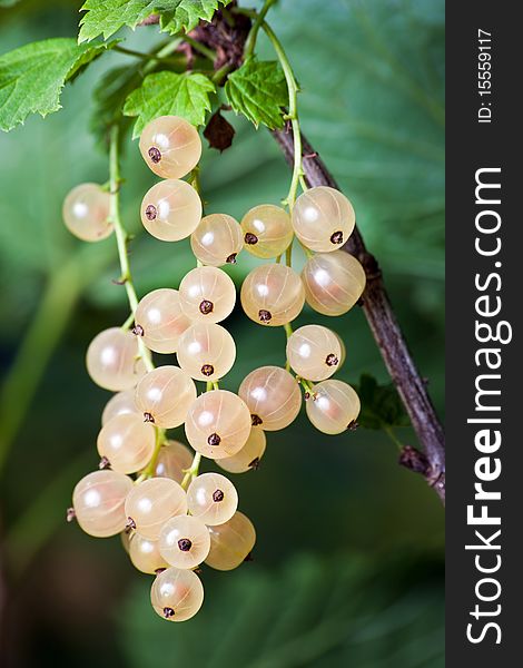 Cluster of white currants on a branch