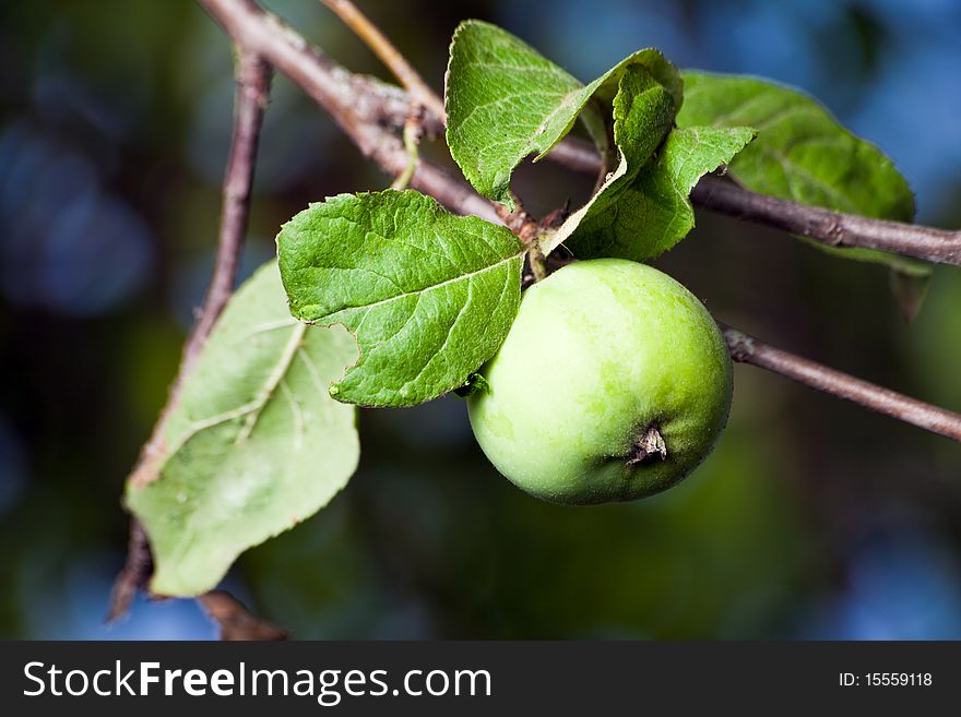 Green apple on a branch with leaves