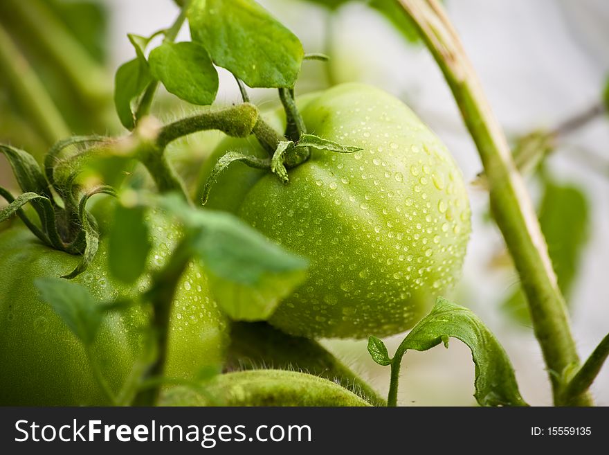 Green tomatoes on a branch with dewdrops