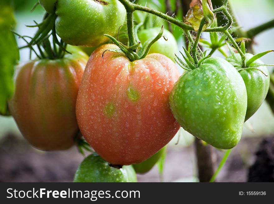 Green and red tomatoes on a branch with dewdrops