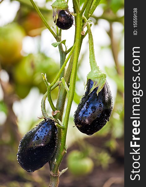 Eggplants on a branch with dewdrops