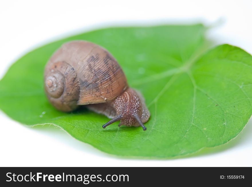 A Big snail on a leaf green