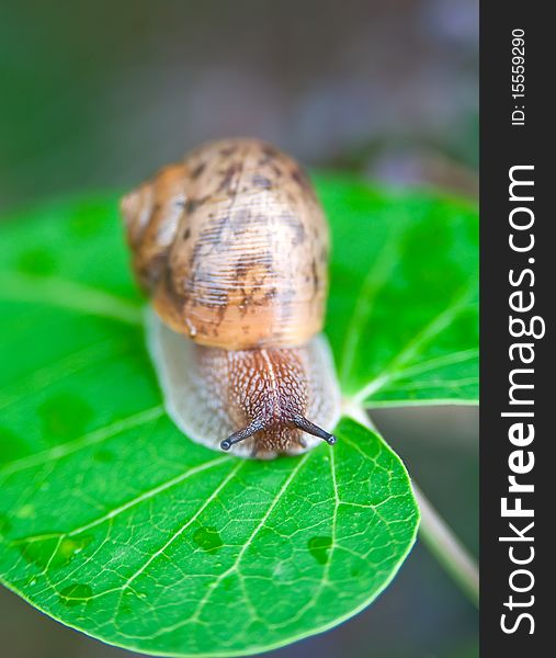 A Big snail on a leaf green