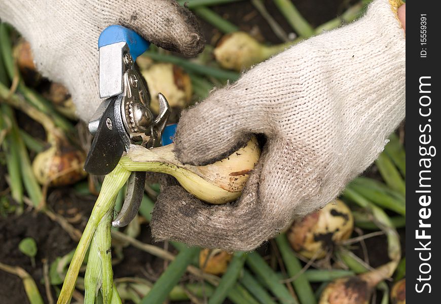 Man with gloves handle shears freshly onion