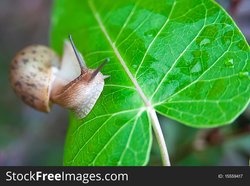 A Big snail on a leaf green