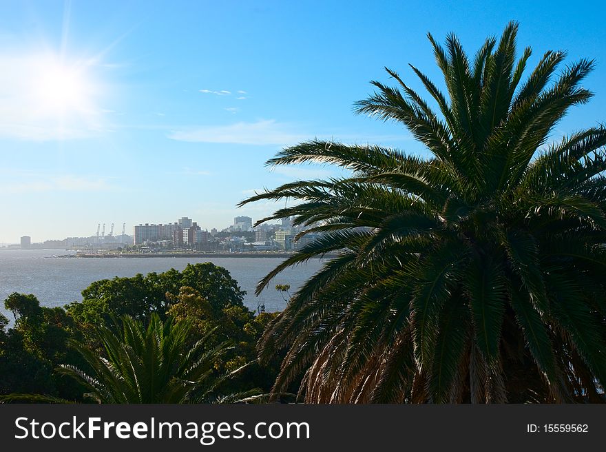 Tropical palm coast near Montevideo town.