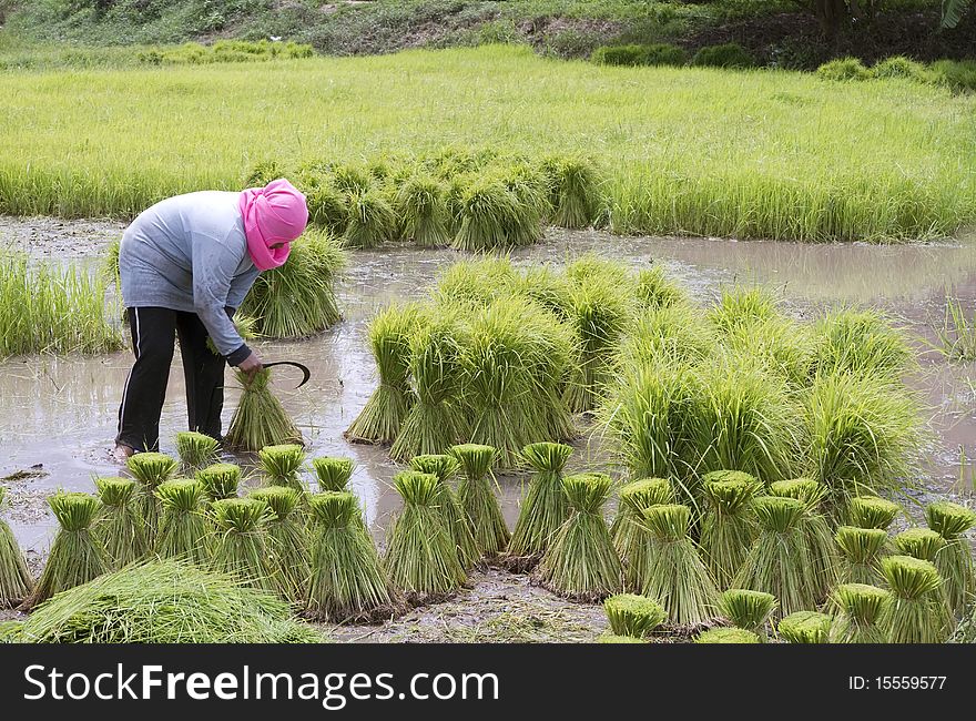 Farmers planting rice planting season.