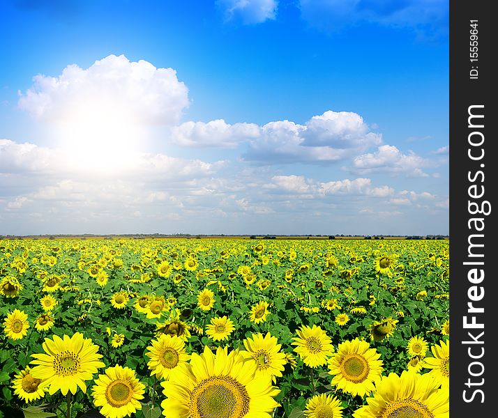 Wide field of yellow sunflowers. Wide field of yellow sunflowers