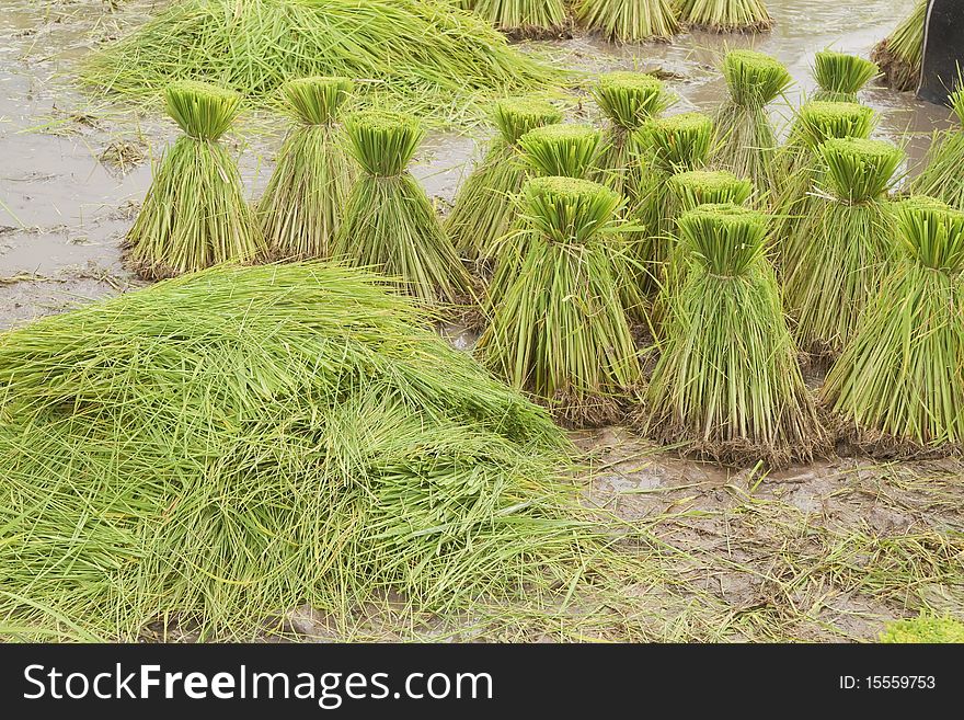 Farmers planting rice