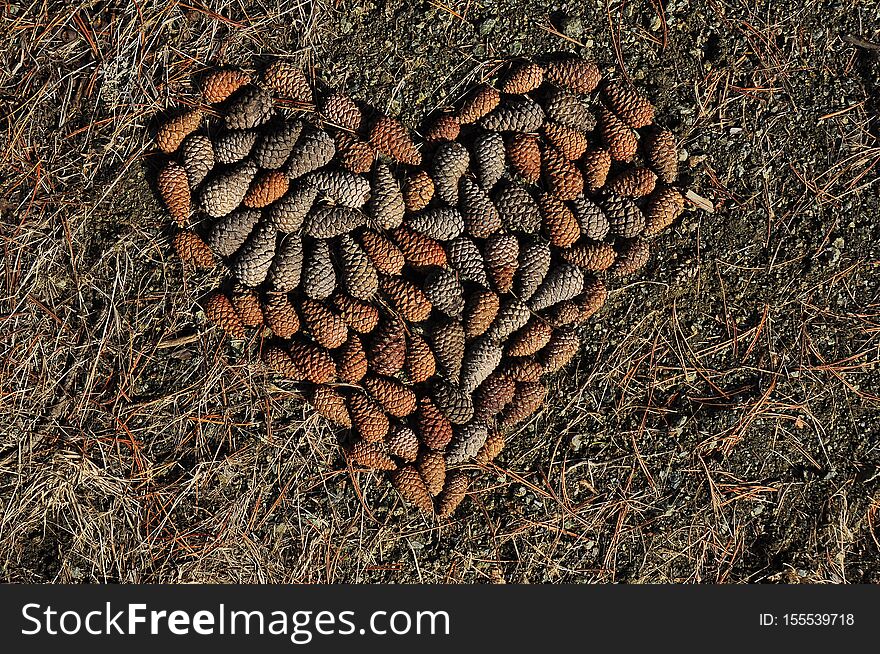 The heart motif I created with cones love this forest for more oxygen for these beauty forests. The heart motif I created with cones love this forest for more oxygen for these beauty forests