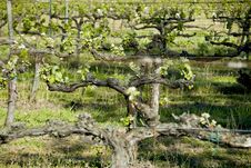 Vine In Rows Royalty Free Stock Image