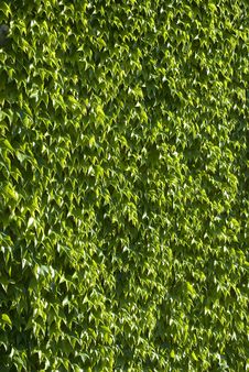 Wall Of Green Leaves Stock Photography Wall Of Green Leaves Stock Photography
