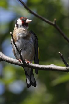 European Goldfinch Stock Images