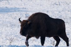 Male Of European Bison (Bison Bonasus) In Winter Stock Image Male Of European Bison (Bison Bonasus) In Winter Stock Image