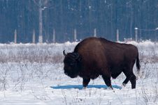 European Bison (Bison Bonasius) In Winter Royalty Free Stock Photography European Bison (Bison Bonasius) In Winter Royalty Free Stock Photography
