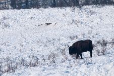 European Bison (Bison Bonasus) Walking On Snow Stock Photo European Bison (Bison Bonasus) Walking On Snow Stock Photo