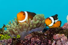 Clownfish Pair In Anemone Royalty Free Stock Photography Clownfish Pair In Anemone Royalty Free Stock Photography