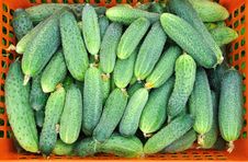 Cucumbers Stock Photos