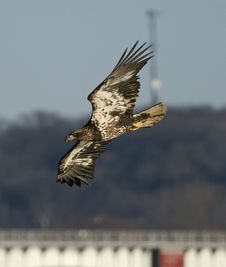 Mississippi River Eagle On The Fish Royalty Free Stock Photo Mississippi River Eagle On The Fish Royalty Free Stock Photo