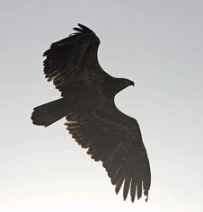 Mississippi River Bald Eagle Soaring In The Sun Stock Images