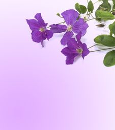 Violet Flowers Royalty Free Stock Photo