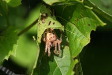 Orb Weaver Spider Stock Photography