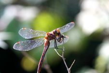 Ruby Meadowhawk Dragonfly Royalty Free Stock Photography