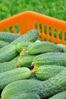 Cucumbers Royalty Free Stock Image