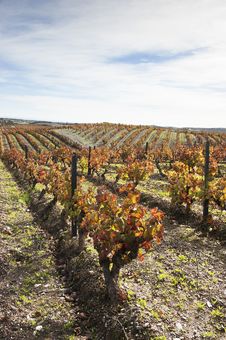 Vineyards In The Fall Stock Photography