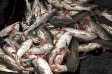 Fresh Fish Royalty Free Stock Images Fresh Fish Royalty Free Stock Images