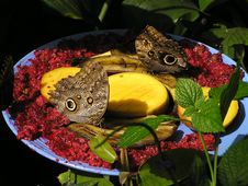 Butterflies Eating Fruits Stock Photos