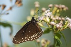 Common Egg Fly Butterfly Royalty Free Stock Photos Common Egg Fly Butterfly Royalty Free Stock Photos