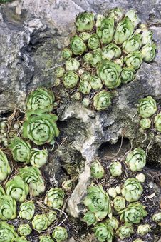 Plants On A Rock Royalty Free Stock Photo Plants On A Rock Royalty Free Stock Photo