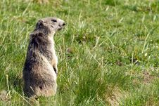 Marmot In The Alps Royalty Free Stock Photography