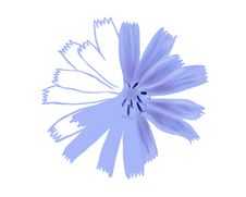 Unfinished Drawing Flower Closeup Royalty Free Stock Photos Unfinished Drawing Flower Closeup Royalty Free Stock Photos