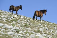 Mare And Foal Royalty Free Stock Photo Mare And Foal Royalty Free Stock Photo