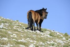 Horse And Colt Royalty Free Stock Photos Horse And Colt Royalty Free Stock Photos