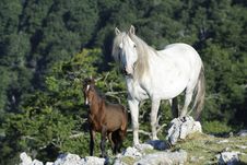 White Mare And Brown Colt Royalty Free Stock Images White Mare And Brown Colt Royalty Free Stock Images