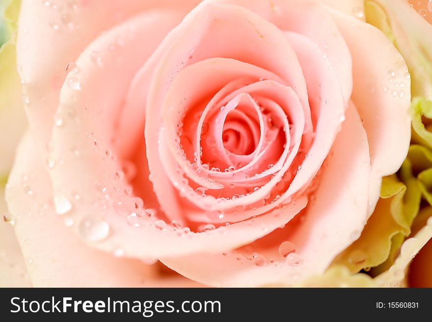 Beautiful pink rose in studio