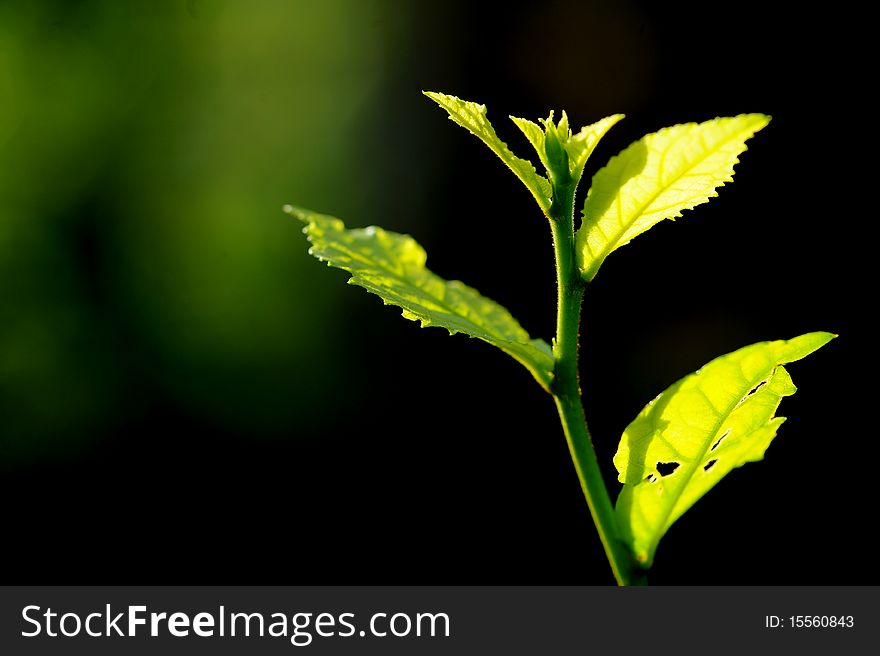 Green leaf in real nature