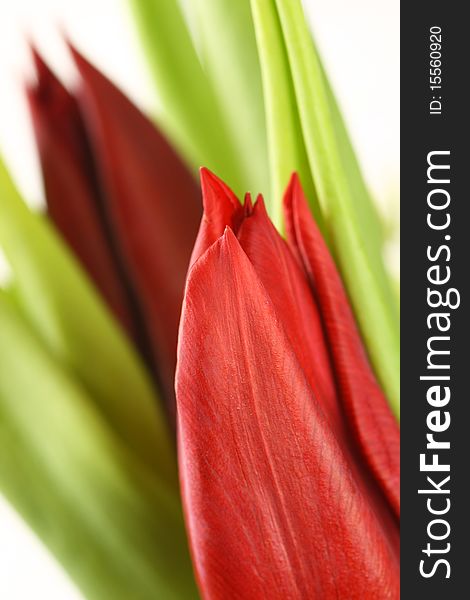 Red tulip flower close up