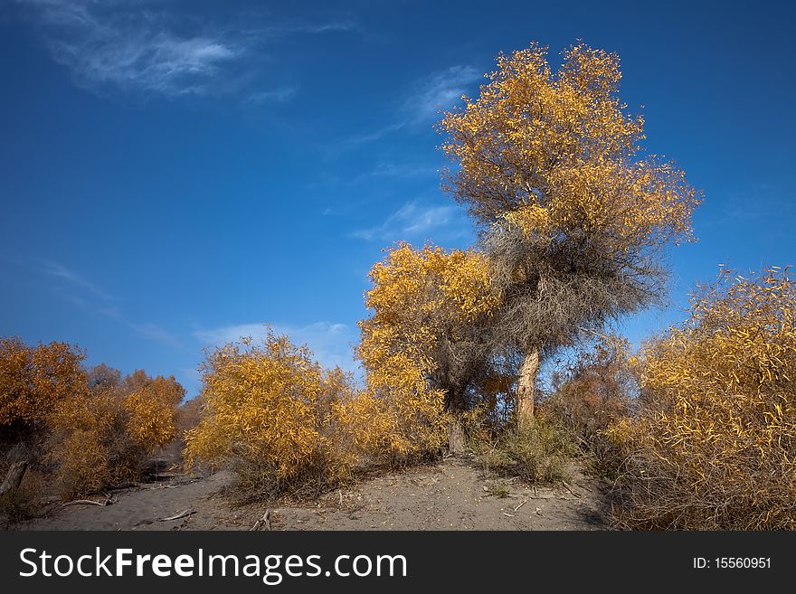 Populus euphratica growing in the southern Xinjiang.