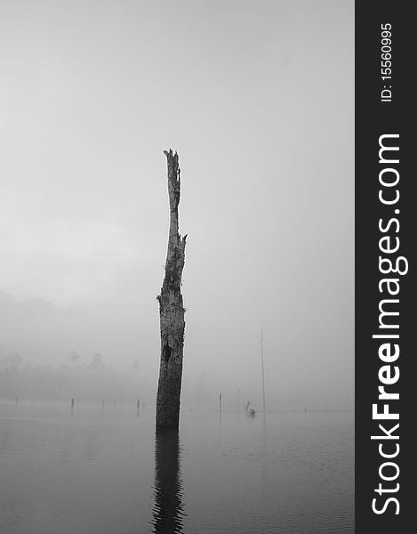 Dead tree in the lake in the mornig with fully fog at Kao Sok in the south of Thailand.