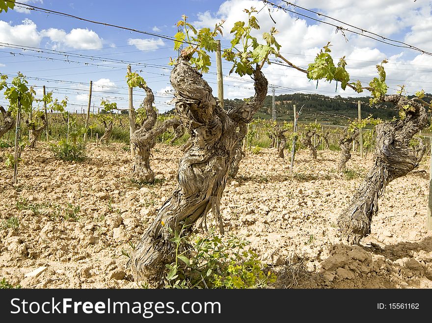 Vine in dry clay with blue sky.