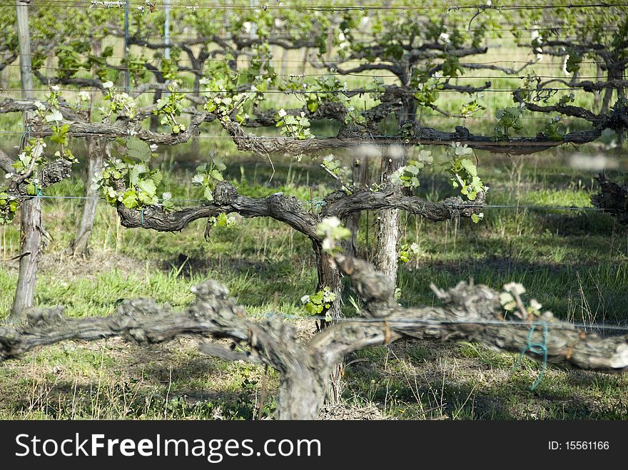 Vine in rows, grass on the ground.