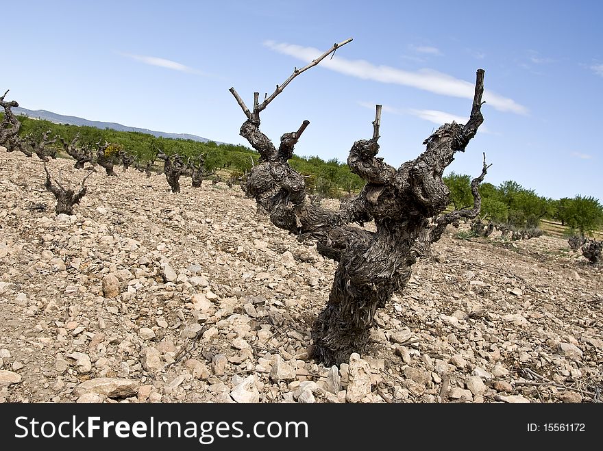 Old Vine Plant with no leaves.