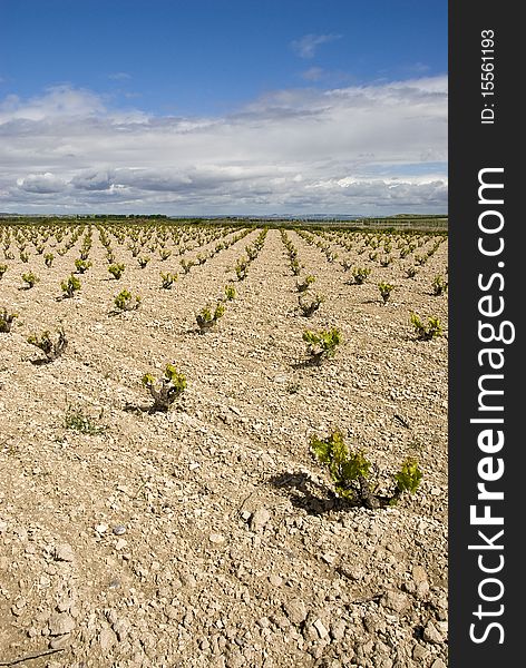 Small and young vine in endless rows.