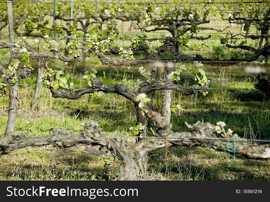 Vine In Rows