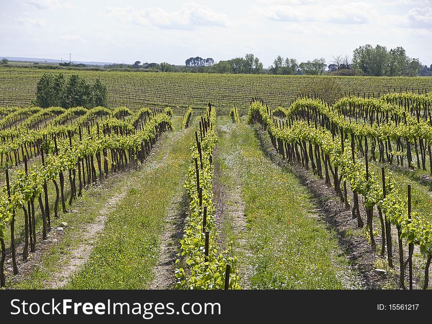 Vine in rows, grass on the ground.